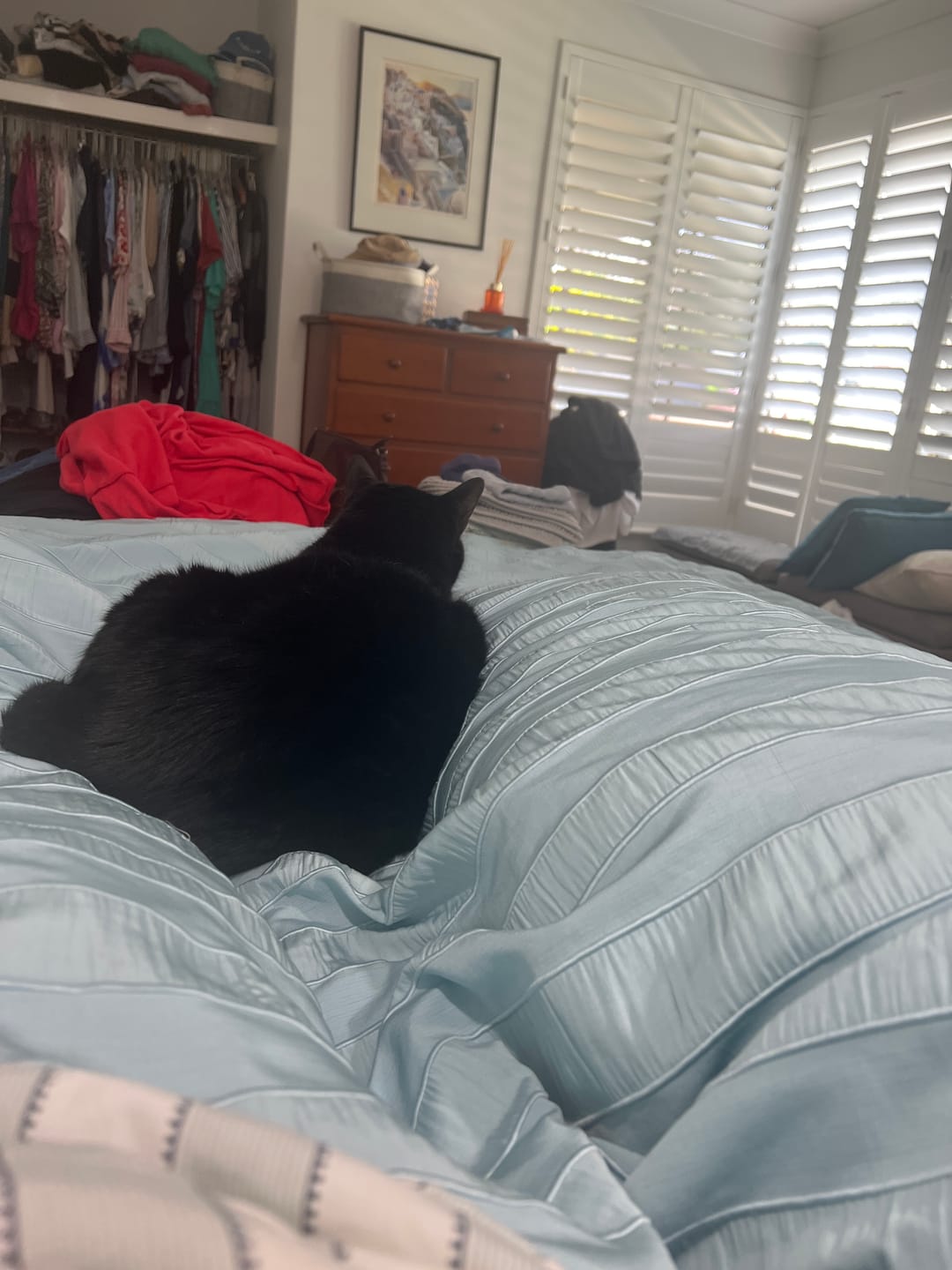 Customer's Snuggi Body Align Pillow with a black cat resting on top of the blue quilted fabric in a bedroom.