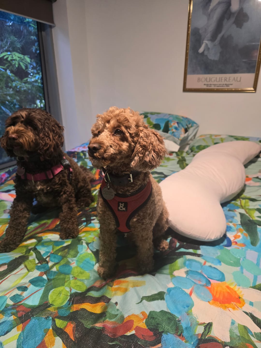 Customer's Snuggi Body Align Pillow resting on a colorful patterned bed alongside two dogs